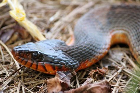 orange belly snake nc|red belly water snake facts.